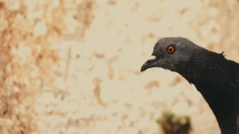 Pidgeon close up in slow motion Stock Footage 79623757