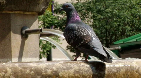 Pidgeon drinking water Stock Footage 473728