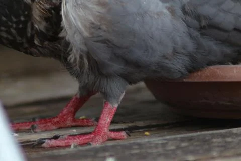 The pidgeon feet Foto stock