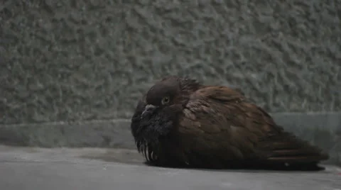 Pidgeon Stock Footage 1103543