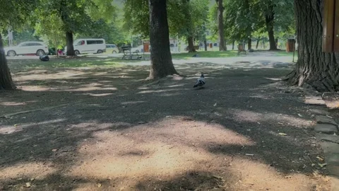 Pidgeon got enough and is walking away on a footpath Stock Footage 203772032