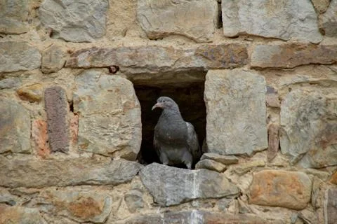 Pidgeon in hole Stockfoto's