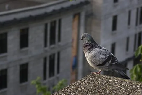 Pidgeon on ledge Stock-Fotos