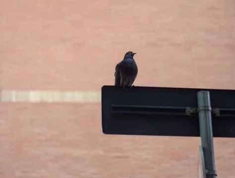 Pidgeon Stock Photos