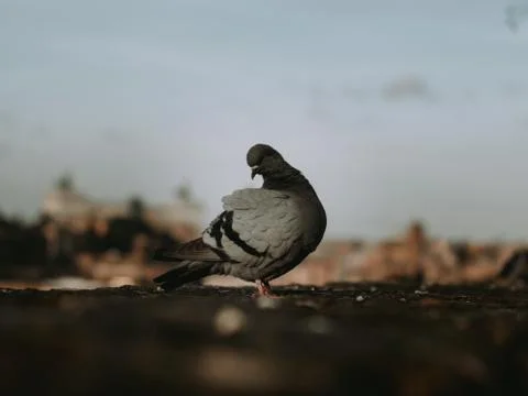 Pidgeon Stock Photos