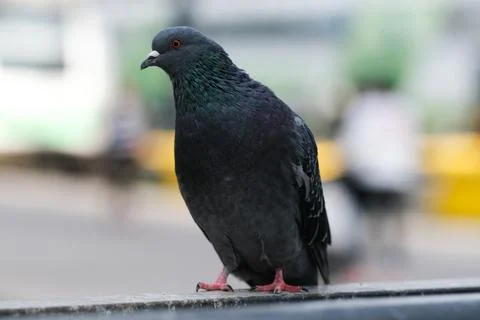 Pidgeon Stock Photos