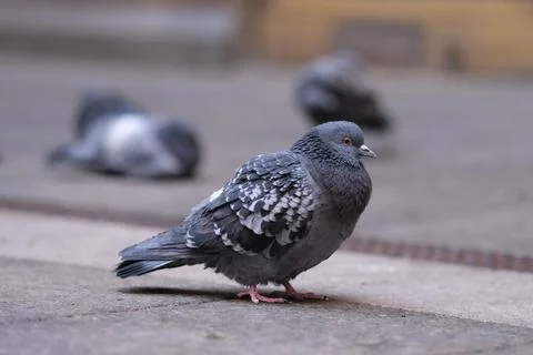 Pidgeon Stock Photos