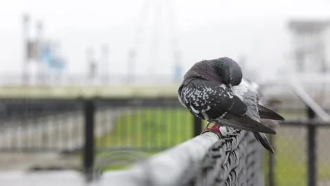 A Pidgeon Shaking Off Water During a Light Rain, HD Stock Footage