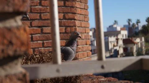 Pidgeon sitting in the window Stock Photos