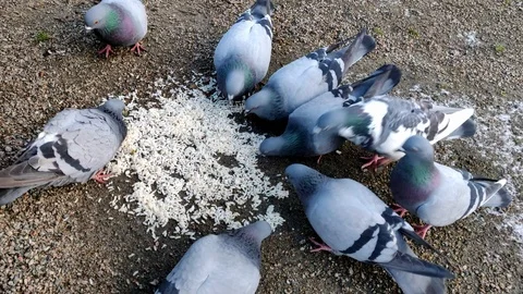 Pidgeons Eating Rice Close Up Stock Footage 100102128
