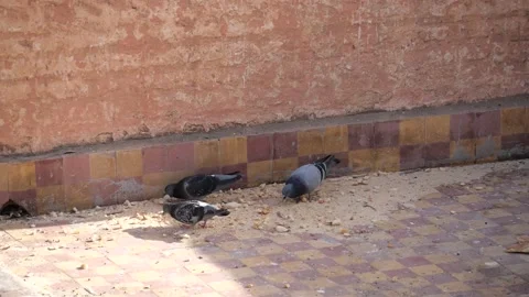 Pidgeons eating in a rooftop in Marrakech 動画素材 132342949