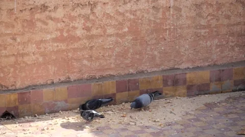 Pidgeons eating on a rooftop in Marrakech 動画素材 132343191