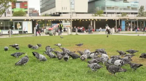 Pidgeons fly away Stock Footage 10700646