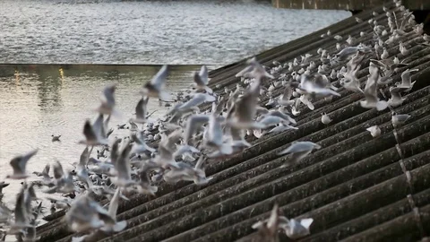 Pidgeons Flying in the City Stock Footage 80228344