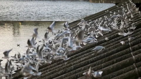 Pidgeons Flying in the City Stock Footage 80229250