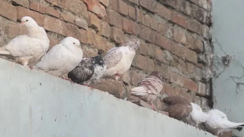 Pidgeons Stock Footage 148037632