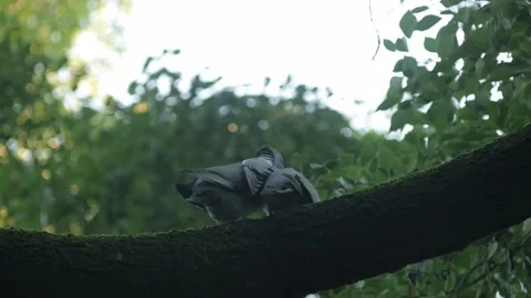 Pidgeons having sex Stock-Footage 162076426