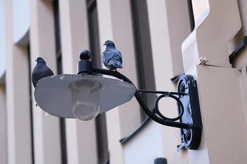 Pidgeons on a lamp Foto stock
