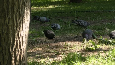 Pidgeons in the park Stock Footage 91250081