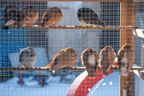 Pidgeon's resting on a bar inside a large bird cage on a farm. Stock Photos