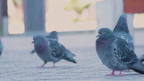 Pidgeons on sidewalk Stock Footage 130574999