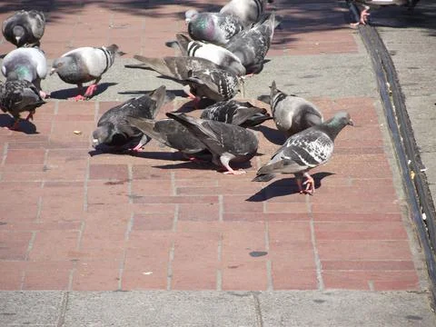Pidgeons in the sun Stock Photos