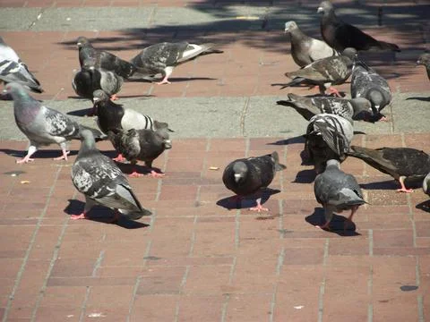 Pidgeons in the sun Stock Photos