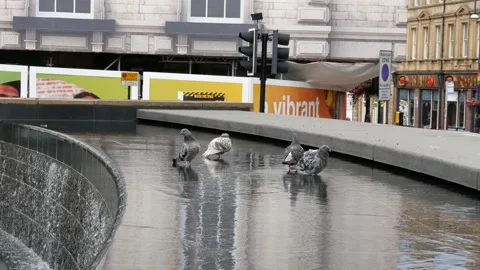 Pidgeon's wading in large water feature Stock Footage 202002166