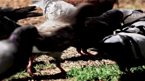 Pidgins Eating Piece Of Bread 2 Stockbeeldmateriaal 88716166