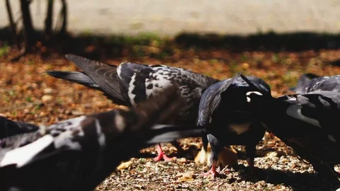 Pidgins Eating Piece Of Bread Stockbeeldmateriaal 88716181