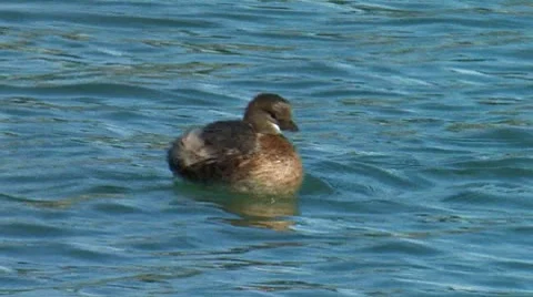 Pie-billed Grebe 1 Stock Footage 8511885