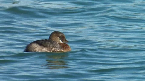 Pie-billed Grebe 2 Stock Footage 8511914