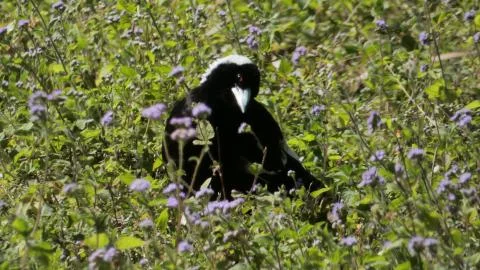 Pie in the Grass Stock Photos