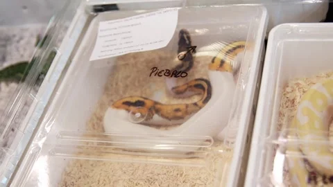 Piebald Ball Python in a plastic box for sale Video stock 265649574