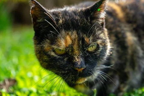 Piebald cat in the garden Stock Photos