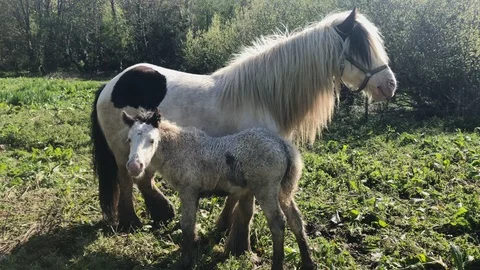 Piebald foal suckles from mare Stock Footage 90139264
