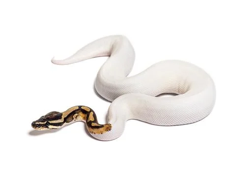 Piebald high white ball python, python regius, isolated on white 写真素材