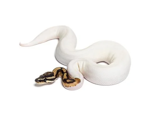 Piebald high white ball python, python regius, isolated on white Stock-Fotos