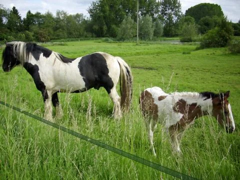 Piebald horse and foal Stock Photos