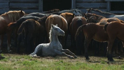 Piebald horse on the background of herd Stock Footage 78589910
