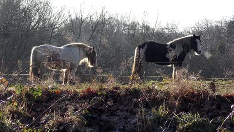Piebald horses grazing winter cold breath Stock Footage 71349586