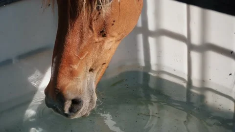 Piebald mare pony drinking fresh water from a water tank on very hot summer day. 스톡 동영상 158830810