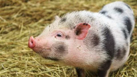 Piebald mini pig of the Vietnamese breed on hay background. Stock Photos