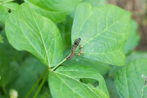 Piebald pest Stock Photos