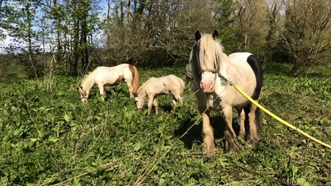 Piebald ponies grazing Stock Footage 90138915