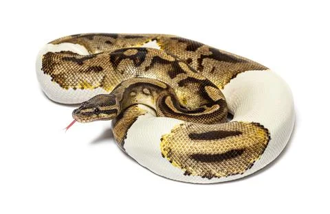 Piebald python regius smelling with its tongue, isolated on white Photos