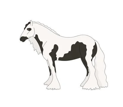 Piebald Tinker isolated of on the white background Stock Illustration