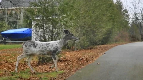 Piebald White-tailed Deer Stock Footage 172852624