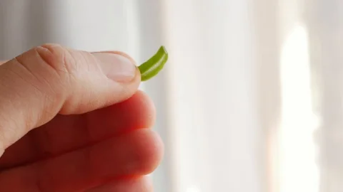 Piece of aloe leaf, cross section, flesh, pulp, squeezing Stock Footage 108026497