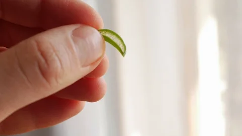 Piece of aloe leaf, cross section, pulp, jelly Stock Footage 108026586